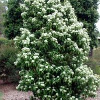 A Backhousia 'Lemon Scented Myrtle' with white flowers in the middle of the yard.