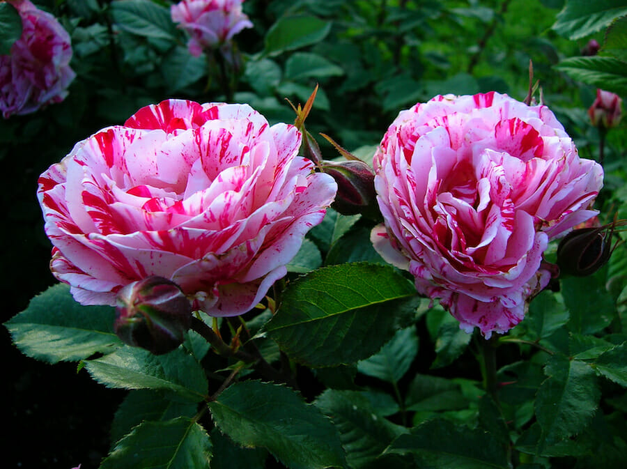 Candy Stripe Rose @ Hello Hello Plants