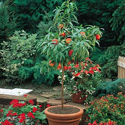 Dwarf Peach Tree