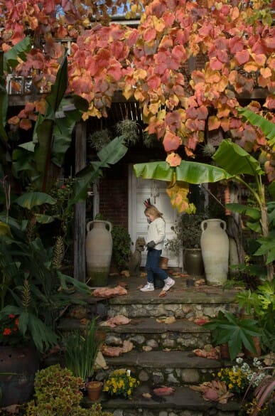 Vitis coignetiae 'Crimson Glory Vine' - Image 3