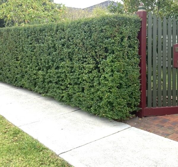 Classic Box Leaf Privet Ligustrum undulatum hedge