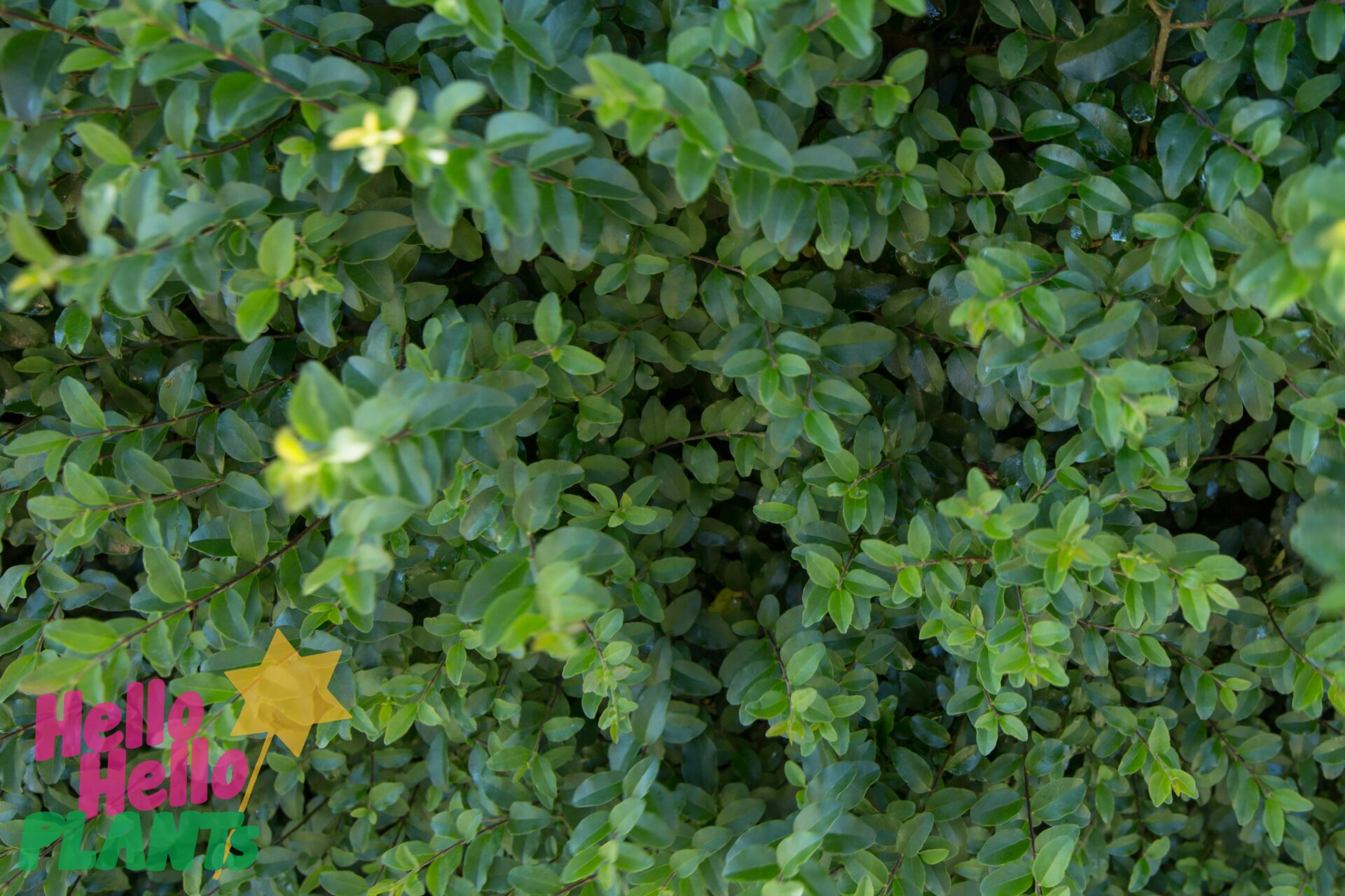 Ligustrum 'Box Leaf Privet' 6" Pot (Bulk Buy of 12) - Image 8