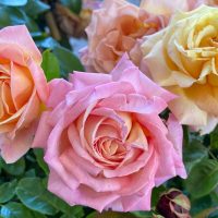 Close-up of three blooming roses—a fragrant pink, a peach hybrid tea, and Rose 'Chicago Peace' in yellow—amid lush green leaves.