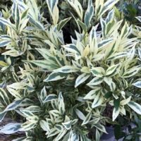 An Acmena 'Moonlight Flame' (Variegated) Lilly Pilly 10'' Pot plant with white and green leaves in a pot.