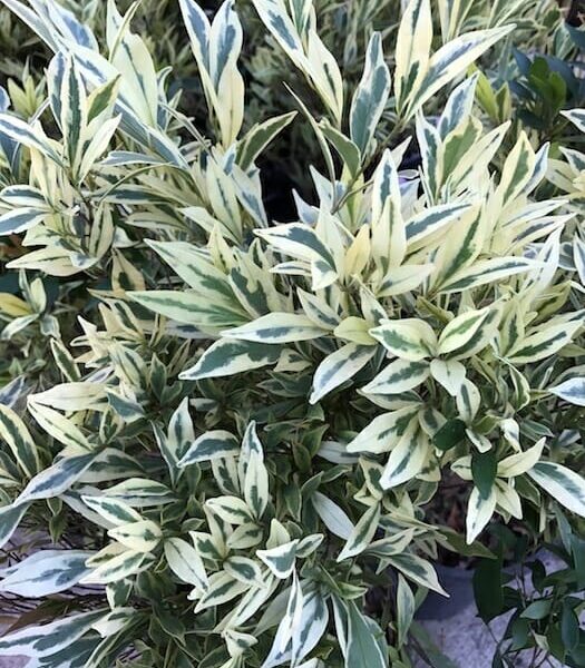 An Acmena 'Moonlight Flame' (Variegated) Lilly Pilly 10'' Pot plant with white and green leaves in a pot.