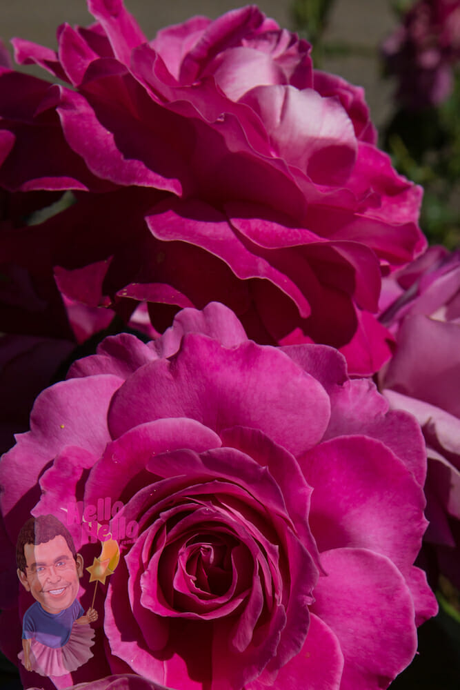 Perfume Delight Rose