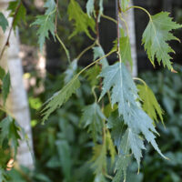 Silver Birch