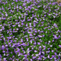 Hello Hello Plants: Scaevola 'Mauve Clusters' 6" Pot in a garden.
