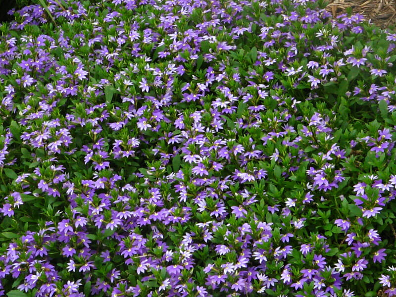scaevola mauve