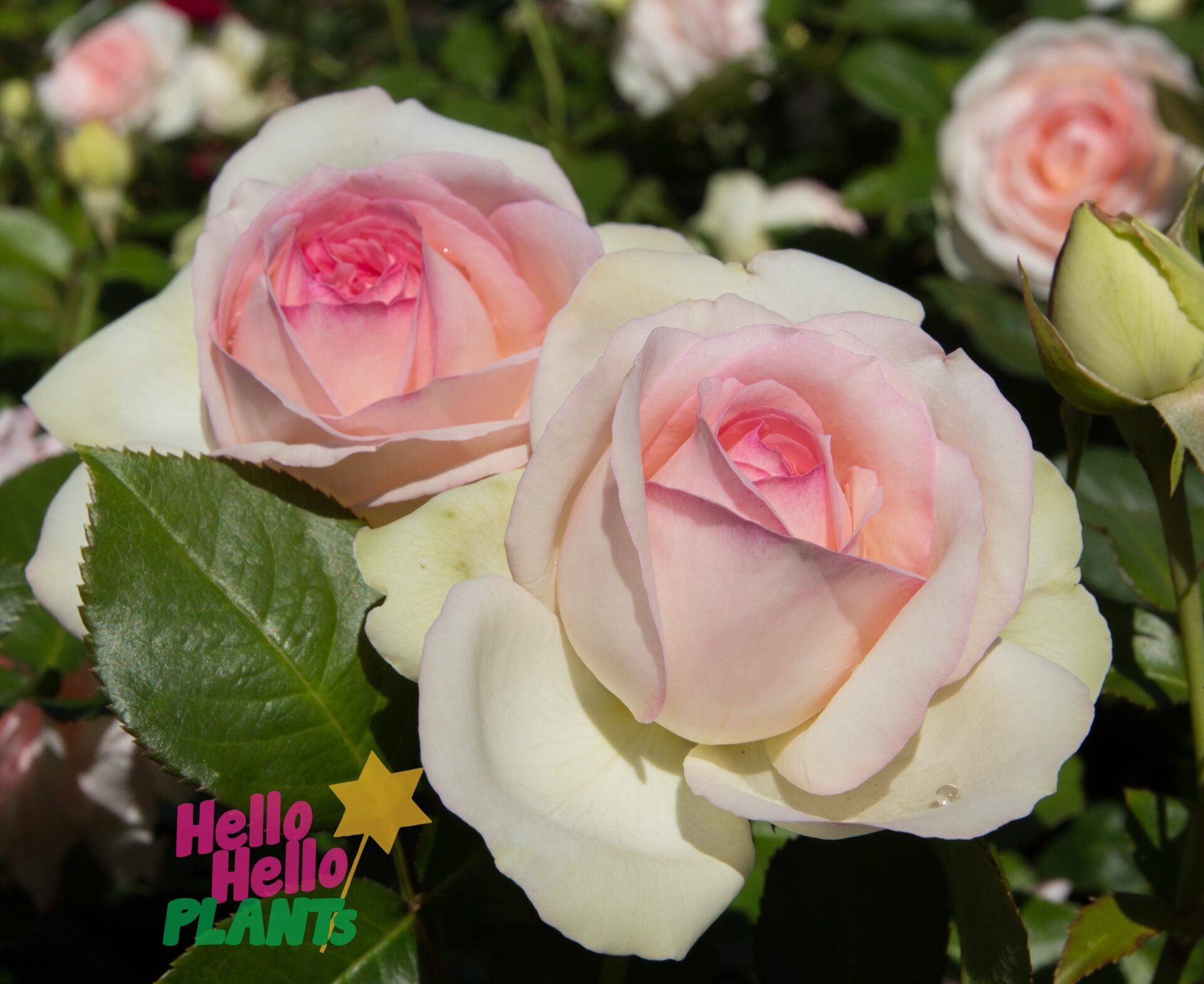 Rose 'Bonica' 2ft Standard - Image 3