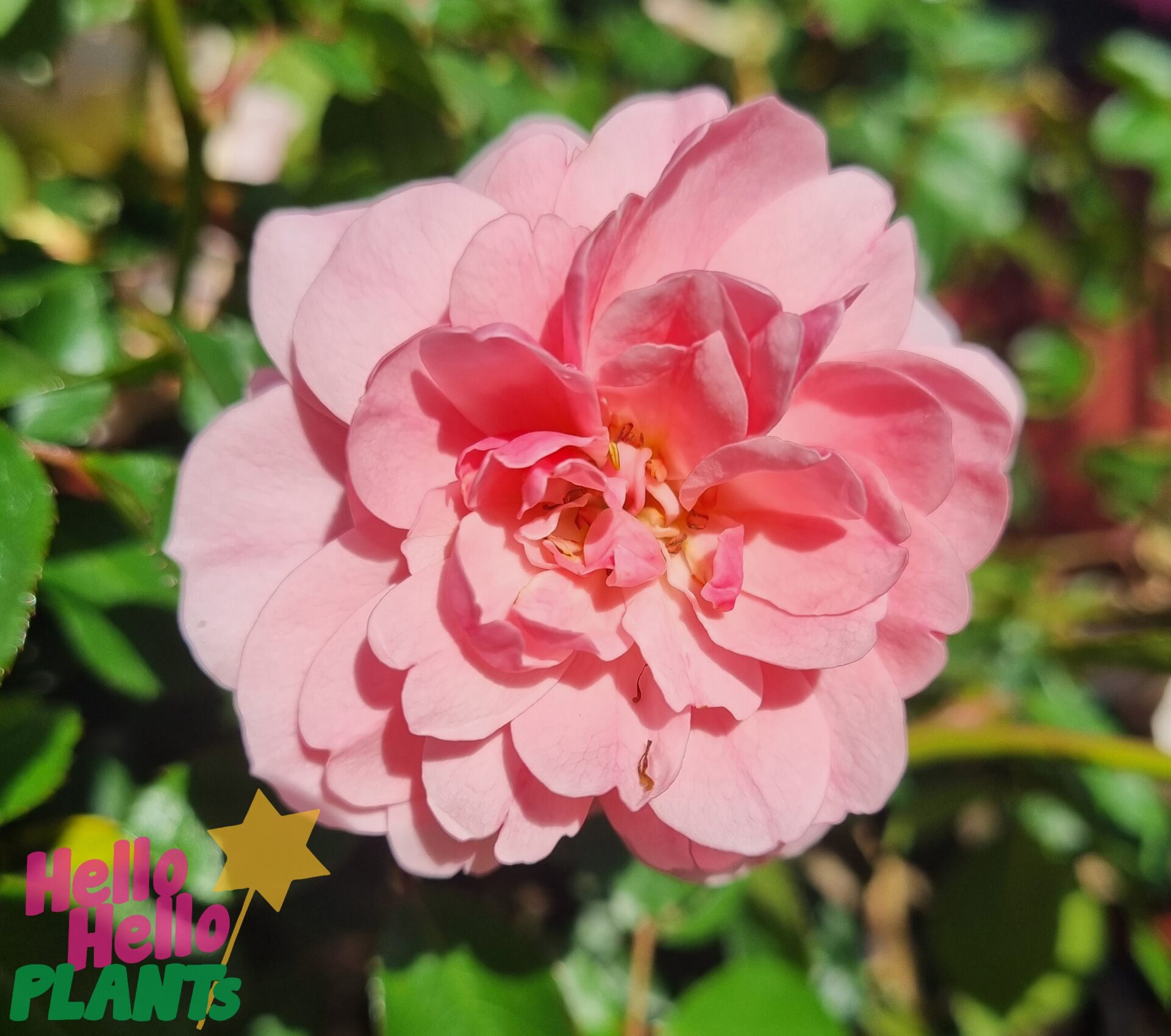 Rose 'Bonica' 2ft Standard - Image 4