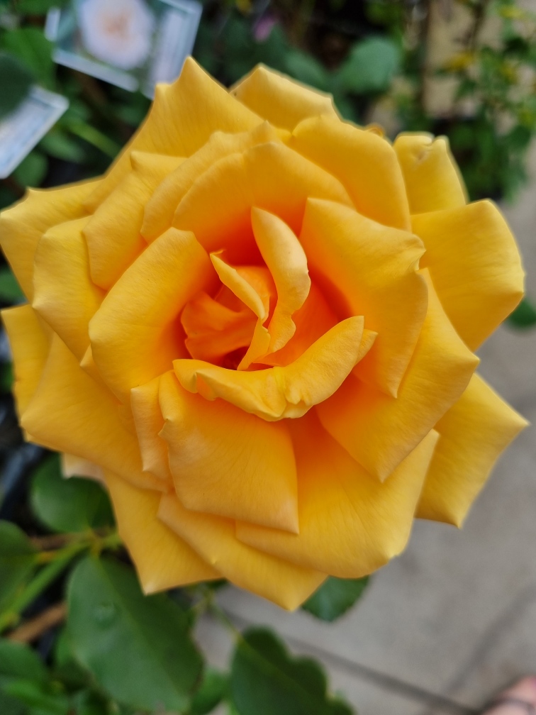 Rose 'Valencia' 4ft Standard - Image 2
