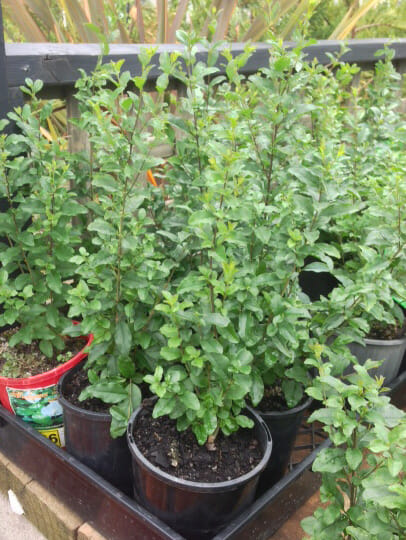 A group of Ligustrum 'Box Leaf Privet' 3" Pot plants in black pots.