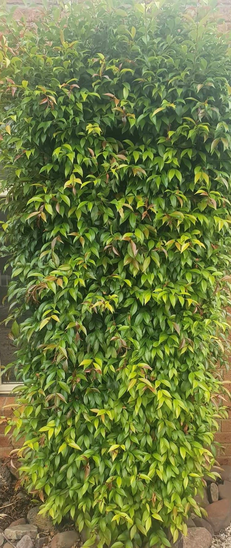 Syzygium 'Neighbours-Be-Gone' Lilly Pilly - Image 4