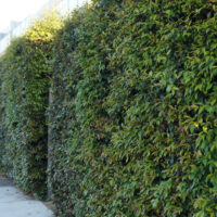 Neighbours Be Gone Hedge @ Hello Hello Plants