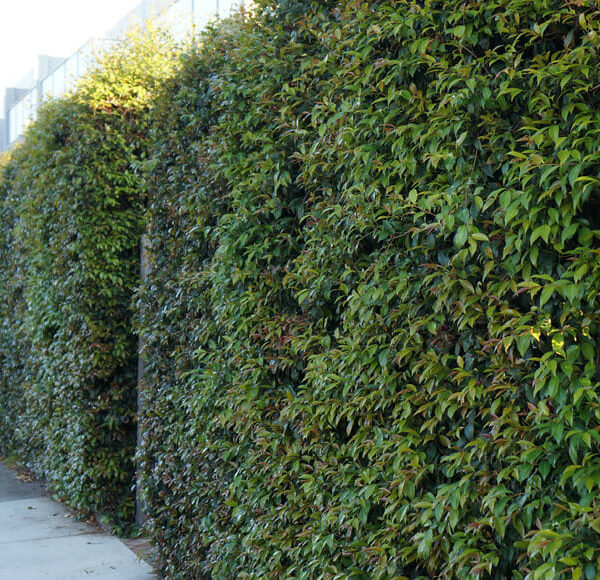 Neighbours Be Gone Hedge @ Hello Hello Plants