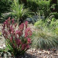 Natives & Indigenous