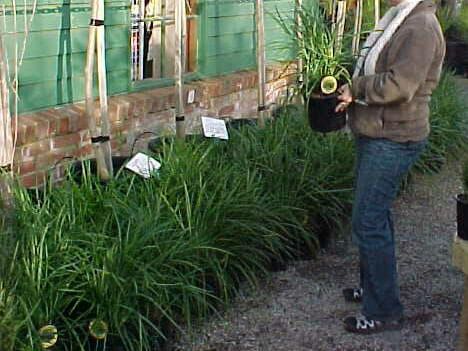 A woman looking at plants in a greenhouse.