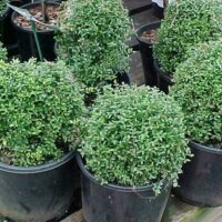 Boxwoods in pots on a wooden deck.