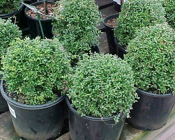 Boxwoods in pots on a wooden deck.