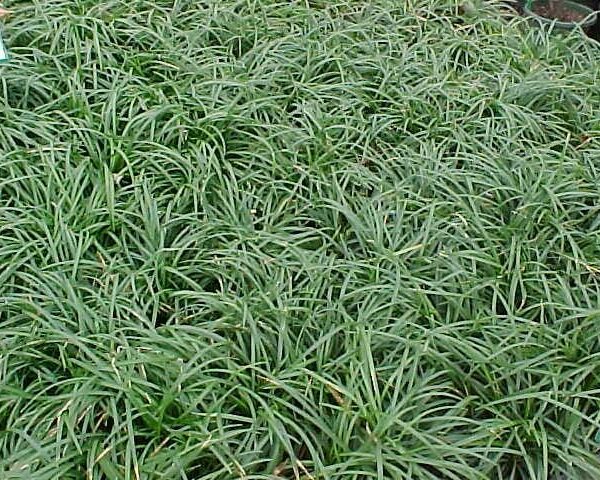 A close-up of a green mondo grass.