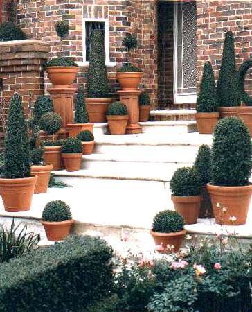 Lonicera 'BoxOz' 6" Pot plants on the steps of a house.