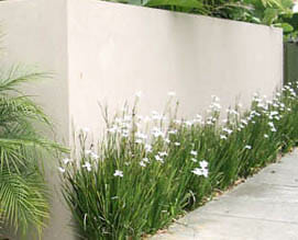 A concrete wall with plants on it.