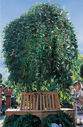 A child is standing in front of a majestic Celtic tree.