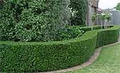 A curved hedge in front of a house.