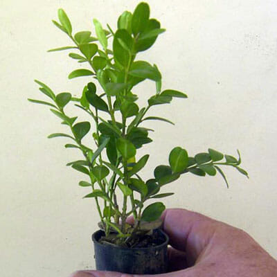 A person holding a Buxus 'Dutch Box' 3" Pot.