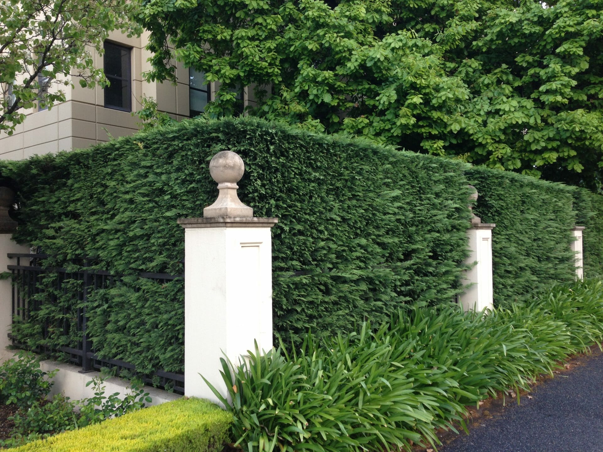 Leighton Green Hedging Cypress