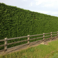 Tall Hedge (3m plus)