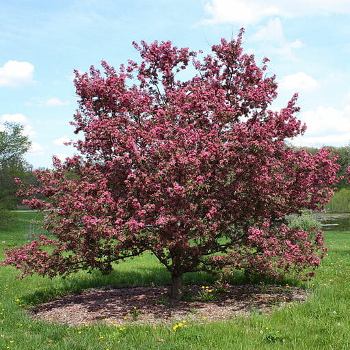 A Malus 'Purple' Crab Apple 13" Pot flowering tree in the middle of a green field.