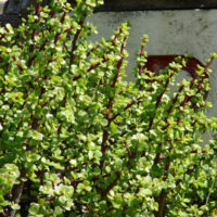 Crassula Jade 'Fine Leaf' Succulent