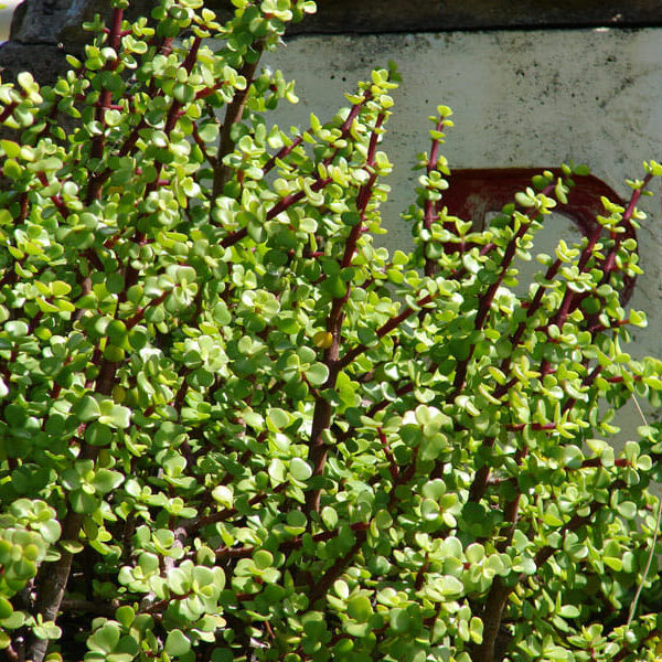 Crassula Jade 'Fine Leaf' Succulent
