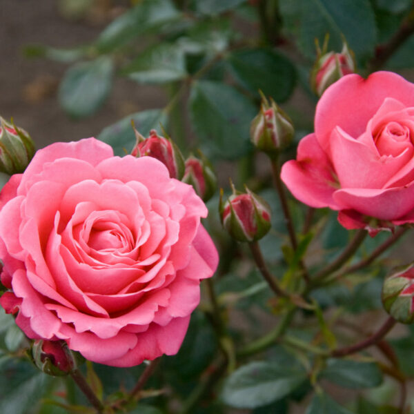 Two blooming pink roses with several buds on a bush.
