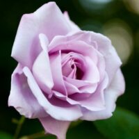 A close-up of a delicate pink rose against a blurred green background.