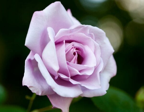 A close-up of a delicate pink rose against a blurred green background.
