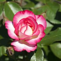 A pink and white rose in bloom with green leaves in the background.