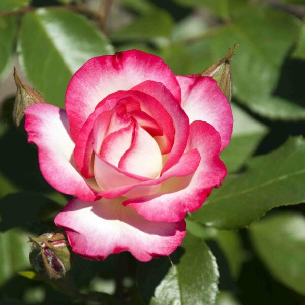 A pink and white rose in bloom with green leaves in the background.