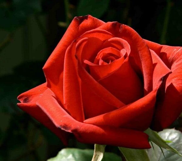 A Rose 'Kardinal' Bush Form with green leaves in the background.