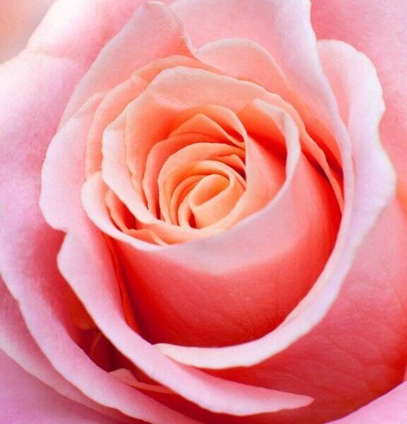 Close-up of a pink rose in bloom.