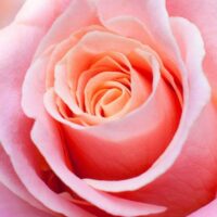 A close up of a Rose 'My Choice' Bush Form.