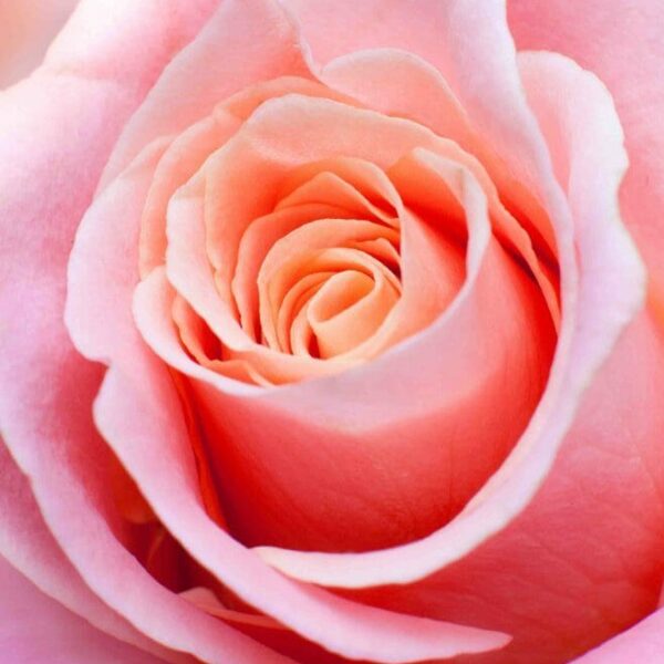 A close up of a Rose 'My Choice' Bush Form.