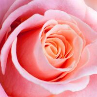 A close up of a Rose 'My Choice' 3ft Standard.