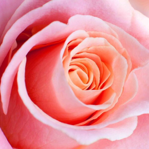 A close up of a Rose 'My Choice' 3ft Standard.