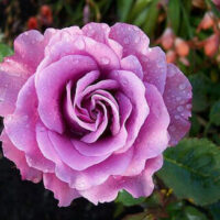 A dew-covered pink rose in full bloom.