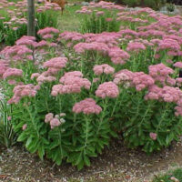 Sedum 'Autumn joy' is a popular hardy plant