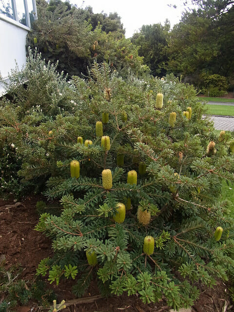 A Banksia marginata 'Silver Banksia' 10" Pot with green leaves and yellow seed pods.