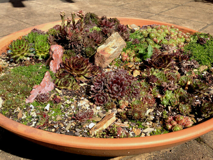 A bulk succulent arrangement featuring a variety of plants and rocks.